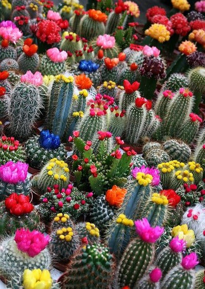 Grateful Cacti